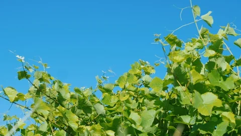 Grapevine sways in the wind against a blue sky Stock Footage 117668291
