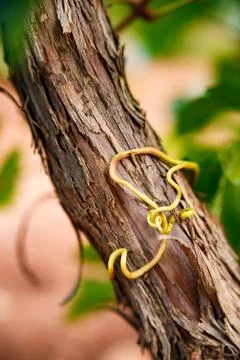 Grapevine Tendril on Textured Trunk Foto stock