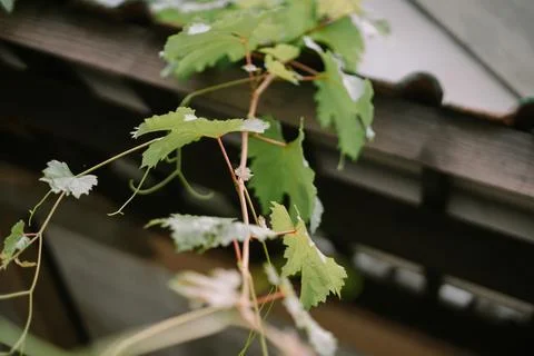 Grapevine Tendrils Foto stock