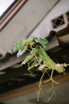 Grapevine Tendrils Fotos Stock