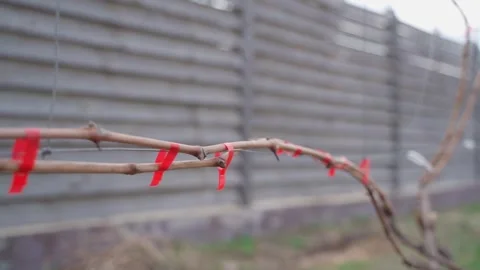 Grapevine tied up after winter with a garden stapler, close-up. Vineyard without Stock Footage 307813610