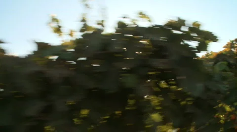 Grapevine tracking Stock-Footage 504155