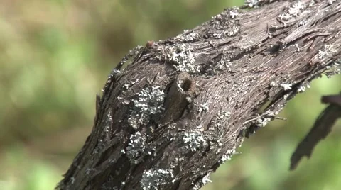 Grapevine trunk closeup Stock Footage 49967334