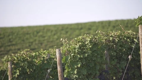 Grapevine in the Tuscan hills Stock Footage 71316642