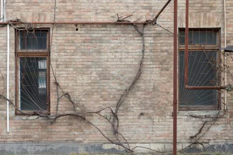 Grapevine twines about the wall. Stock Photos
