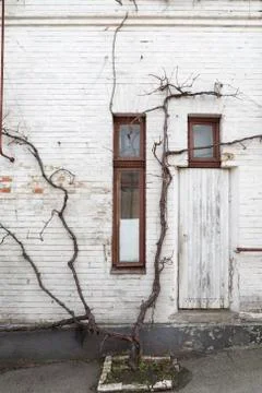 Grapevine twines about the wall. Stock Photos