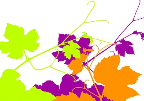 Grapevine Vector illustration of grape vine leaves Copyright: xZoonar.com/... Stock Photos