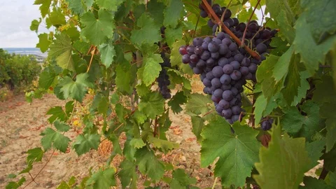 Grapevine on the vine branch  Stock Footage 123644727