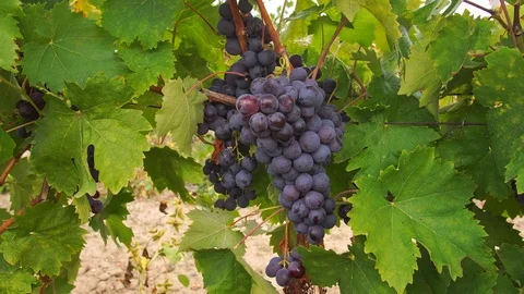 Grapevine on the vine branch  Stock Footage 123644855
