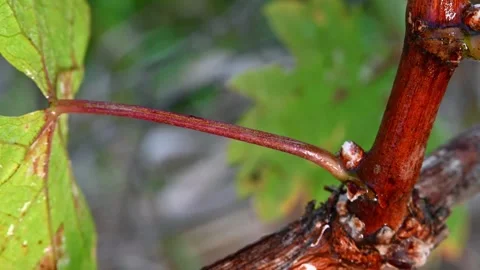 Grapevine Vine Bud Closeup. Stock Footage 306335340