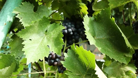 Grapevine on the vine tremble in the wind. Harvesting in Russia.  Stock Footage 114921913