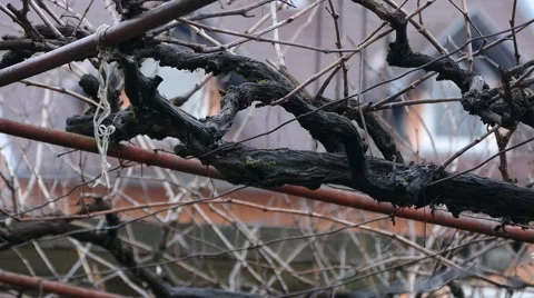 Grapevine - Vine - At Winter Stock Footage 46215223