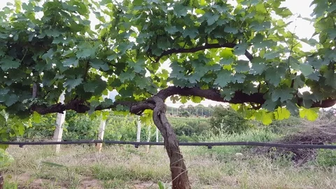 Grapevine, vineyard in background, Red Mountain Estate Vineyard, Nyaungshwe Vídeos de archivo 79628500