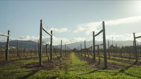 Grapevine Vineyard Field and Mountains in the background Stock Footage 278799417