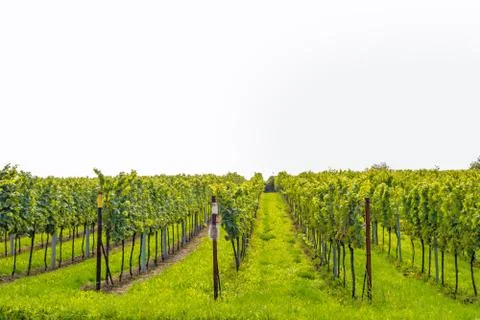 Grapevine / vineyard isolated Foto stock