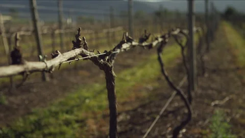 Grapevine Vineyard Trellis and Wire Stock Footage 278800433