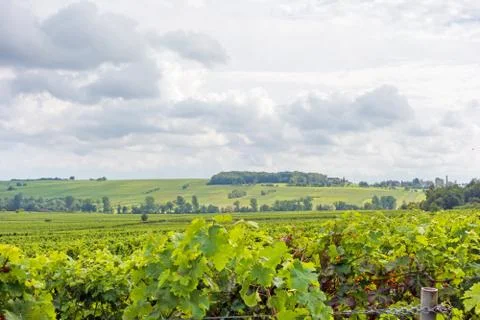 Grapevine in the vineyards Stock Photos