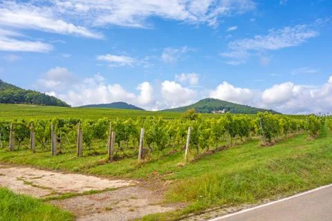 Grapevine in the vineyards Stock Photos