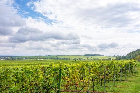 Grapevine in the vineyards Stock Photos