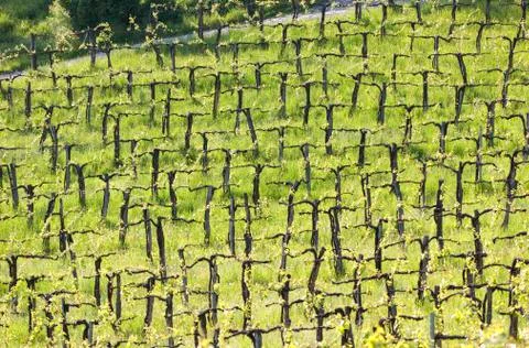 Grapevine in vineyrd. Stock Photos