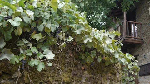 Grapevine on the wall with grapes. Stock Footage 80248505