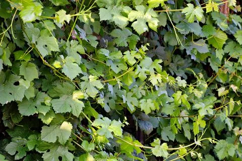 Grapevine on Wall Stock Photos