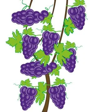 Grapevine on white background is insulated.Vector illustration Stock Illustration
