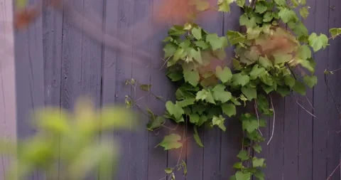 Grapevine in the wind 스톡 동영상 156768991