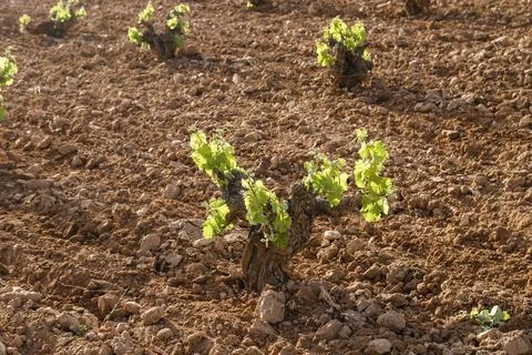 Grapevine in wine making farm Stock Photos