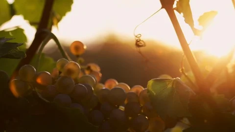 Grapevine with yellow grapes at sunset Stock Footage 117503424