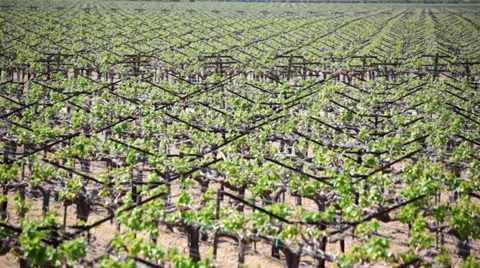 Grapevines 01 HD Stock-Footage 37925297