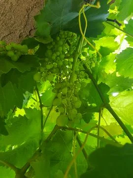 Grapevines are in full bloom Stock Photos