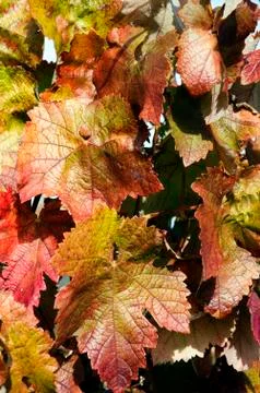Grapevines in autumn Stock Photos