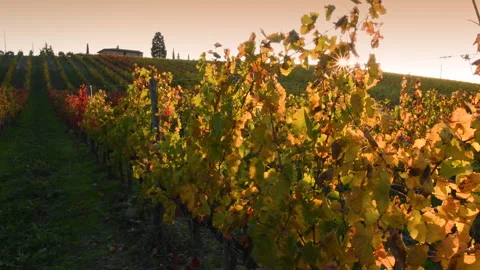 Grapevines in autumn at sunset in the Chianti Classico region Stock Footage 153083375