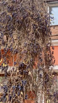Grapevines cascade down a brick wall in an urban setting during autumn Stock Photos