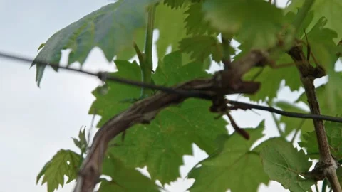 Grapevines Close-up Stock Footage 171118854