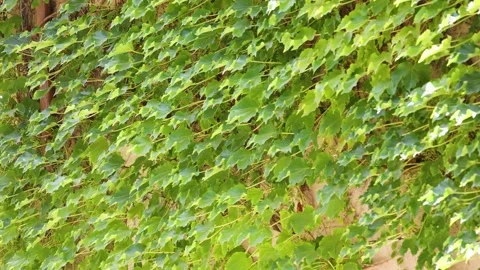 Grapevines Covering a Wall 스톡 동영상 309991981