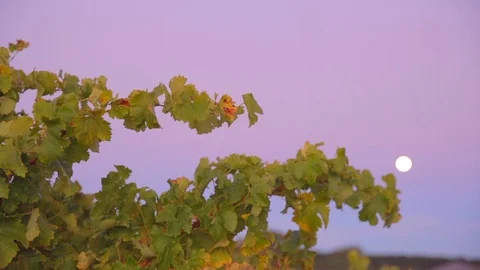 Grapevines at dawn Stock Footage 112363285