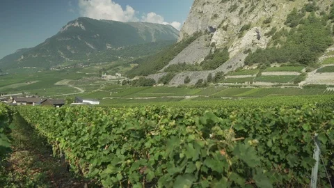 Grapevines field with mountains behind, Verbier, Switzerland Stock Footage 101579888