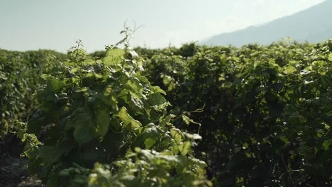 Grapevines field in a summer day, Verbier, Switzerland Video stock 101579752