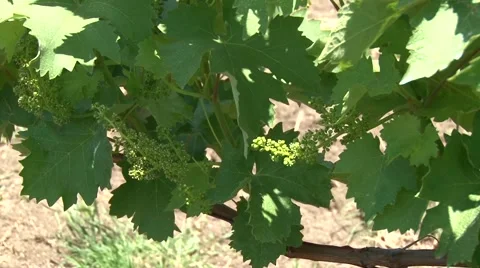 Grapevines flowering Vídeo Stock 50582882