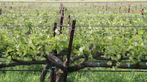 Grapevines Stock Footage