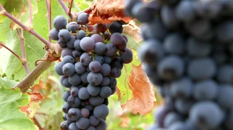 Grapevines Stock Footage 850386