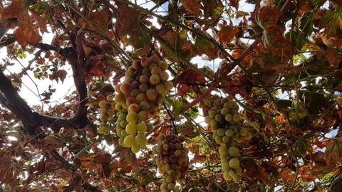 Grapevines Video stock 83860222