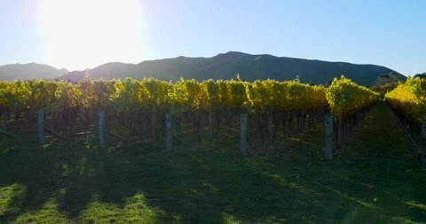 Grapevines Stock Footage 239156799