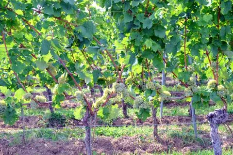Grapevines at Gemran Vineyard Stock Photos