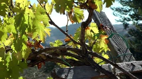 Grapevines, growing in a vineyard Stock Footage 48910789