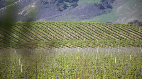 Grapevines In The Hills HD 스톡 동영상 38226615