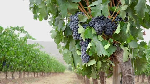 Grapevines on La Rioja Stock Footage 284078199