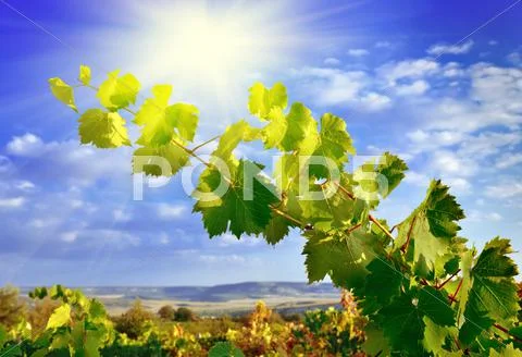 Grapevines, mountains and blue sky Stock Photos